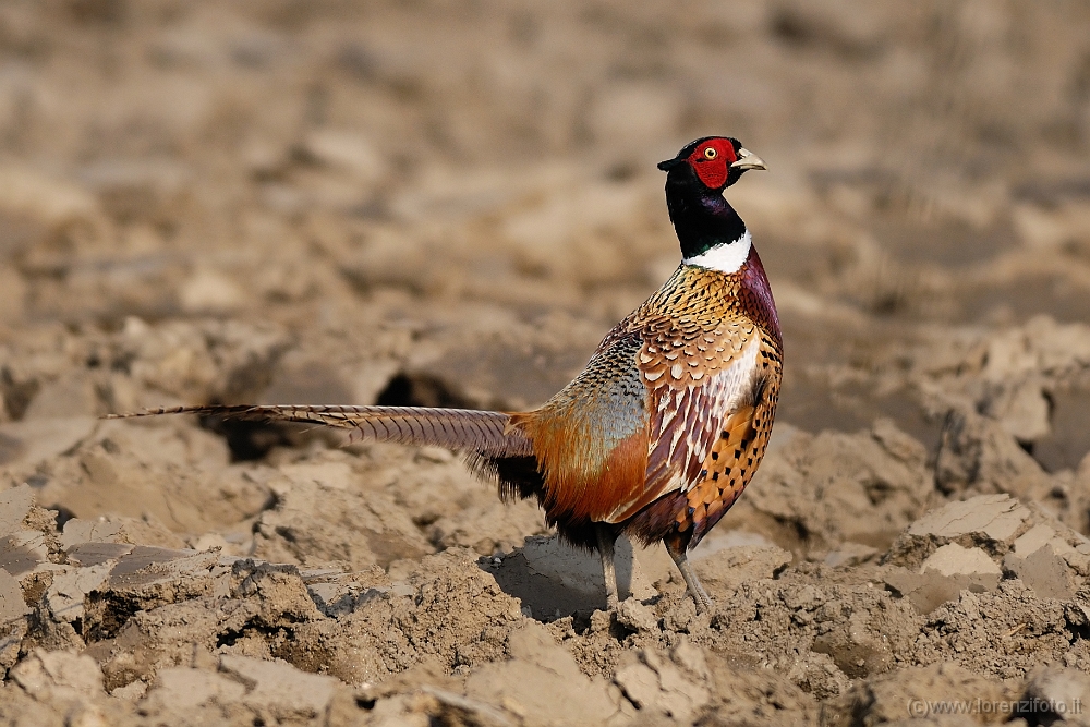Phasianus colchicus (Fagiano comune).jpg